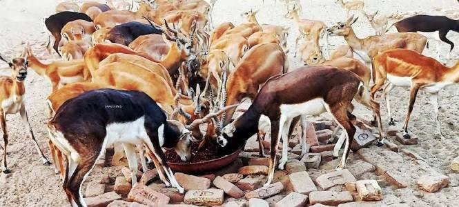 Lal Suhanra blackbuck are breeding again, but not in the wild